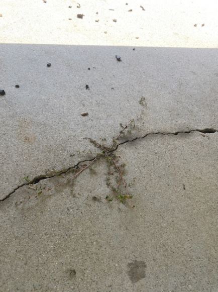 Concrete driveway cleaned of algae and stains